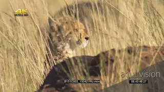 Cheetah mother with young cubs in tall long grass savannah looking at camera PROFILE