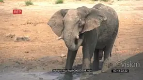 Slow motion of elephant bull kicking mud and splashing it over himself