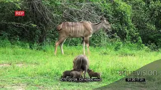 Kudu walking on bushveld and Warthog standing with piglets suckling MLS
