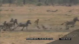 African Lionesses stalk chase Zebra herd with foal, NO TAKEDOWN MWS WP