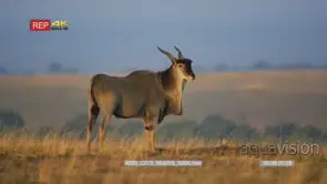 Large eland bull standing and walking away shot from behind