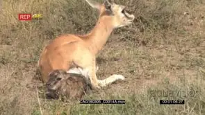 Grant's gazelle female giving birth, calf almost all out