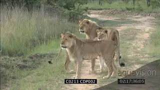 Two (2) young Male Lions and Lioness looking at prey species MS