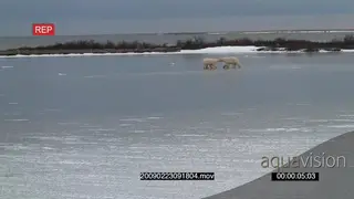A pair of polar bears attempting to fight chasing each other around