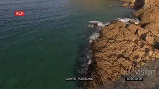 AERIAL Great white shark hunting patrolling along coastline GOOD LIGHT