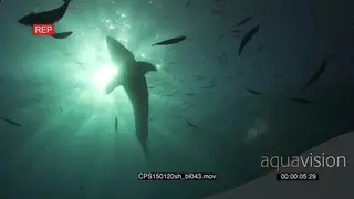 Great White Shark swimming UW in ocean with sun shinning through AmCam