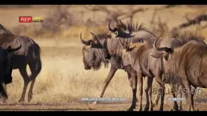 close up tracking shot of a herd of wildebeest connochaetes with a juvenile in the centre.