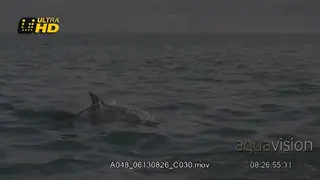 Common Dolphin nimble with rapid swimming and its dorsal fin above the water surface.