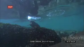 Adult Sea Otter hunting, foraging, digging using its paws on the sea floor to locate.