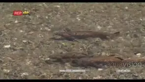 A school of Cutthroat trouts swimming around GENERAL BEHAVIOUR