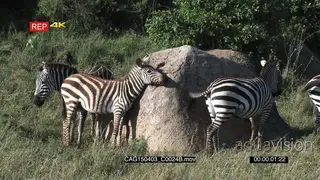 A Small Dazzle of Zebra herd standing on bushveld moving and Scratching themselves.