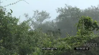 Scenic Cut aways of Luangwa bush rain conditions rain drops falling on ground