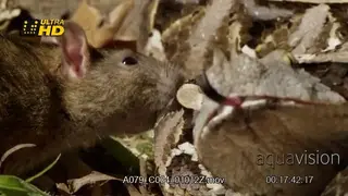 Gaboon viper tries to bite the mouse, slithers backwards and flicks its tongue.