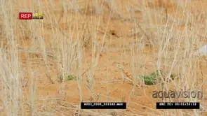 Ground agama run out of frame