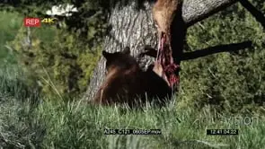 Brown Bear Feeding on Elk Wapiti carcass hanged on the tree BLOODY MLS GOOD LIGHT