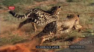 Juvenile Cheetahs chase try to Takedown Springhare