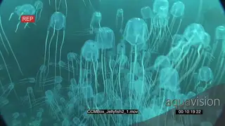School of Box Jellyfish swimming and floating around underwater in ocean LS PAN