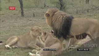 African Male Lion walking to the pride and showed affection to the Lioness in Mating.