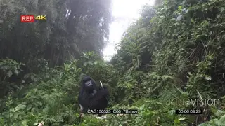 Mountain Gorilla sitting in forest eating LS HAND