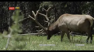 Adult Elk walking around and feeding on grass, midday.