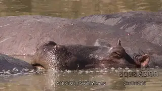 Hippo laying in water, sleepy, resting and an Redbilled Oxpecker jumping on their backs.