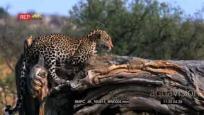 Leopard sprawled on a fallen tree truck looking around Stalking GOOD LIGHT
