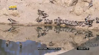 Flock of Cape Sparrows Scaly-feathered weavers and Social Weavers alerted scouting around.