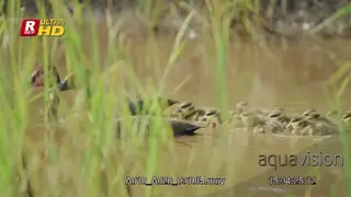 Family of White-faced whistling ducks swimming in body of water.