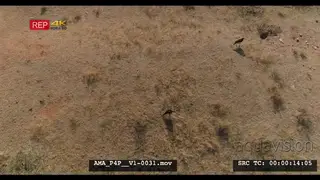 Aerial Drone Southern Ground Hornbills foraging digging in burrow for food