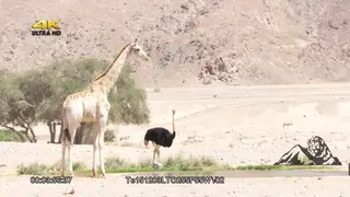 Ostrich and giraffe standing by the waterhole DRY MLS