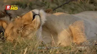Female African Lioness laying down, resting and sleeping.