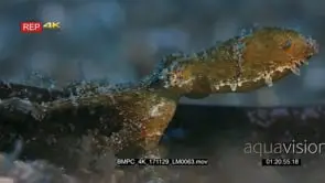 Macro slow motion shot of the whole body of a blue-ringed octopus, Hapalochaena sp