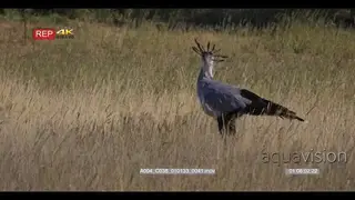 close up shot of secretary bird, sagittarius serpentarius hunting in the long grass
