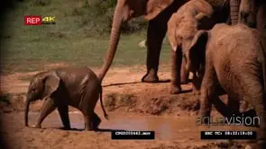 African Elephant Herd Standing on the Water Hole as the Calf bathes and walks out of the.