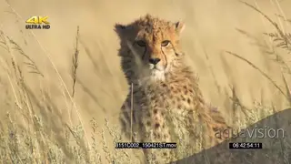 Cheetah mother with cubs looking towards camera in long tall grass savannah