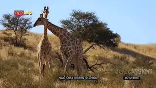 close up tracking shot of two giraffes walking towards a thorn tree