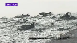 Common Dolphin pod porpoising across ocean AW PHANTOM