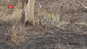 Leopards standing on burnt bushveld interacting then walking and jogging away