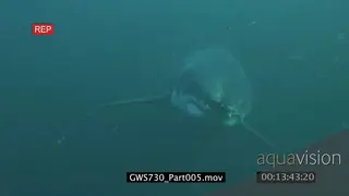 Great White Shark swimming underwater in ocean following camera MS TRAVELING SHOT