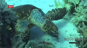 Loggerhead turtle Swimming and Hunting around the Reef