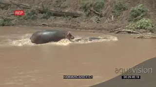 Hippo vs Crocodile in Mara, Hippo attack croc. AmCam