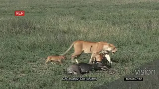 African Lioness with cubs walking on bushveld investigating dead Blue Wildebeest then.