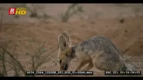 A wet adult cape fox eating a rat after the rain