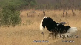 Dancing display of a male Ostrich during mating season, to attract the female.