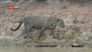 Jaguar walking on riverbank