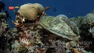 Medium shot of a hungry hawksbill turtle, Eretmochelys imbricata eating some soft coral