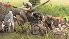Diversity of vultures and hyena gathered and eating from an elephant carcass.