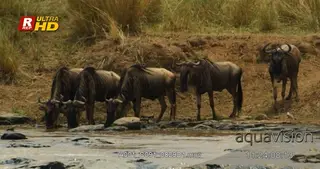 Herd of adult Blue Wildebeest standing and drinking from the river.