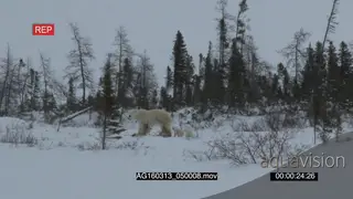 Polar bear mother followed by cubs patrolling area walking away from camera scouting.