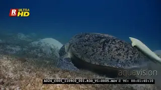 A Close Up shot of huge Green Sea Turtle eating grass with a Remora on it.
